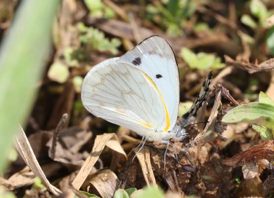 Belenois victoria victoria male UNS